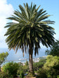 Canary Island Date Palm - Live Plant in a 10 Inch Growers Pot - Phoenix Canariensis - Extremely Rare Palms from Florida