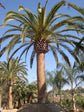 Canary Island Date Palm - Live Plant in a 10 Inch Growers Pot - Phoenix Canariensis - Extremely Rare Palms from Florida