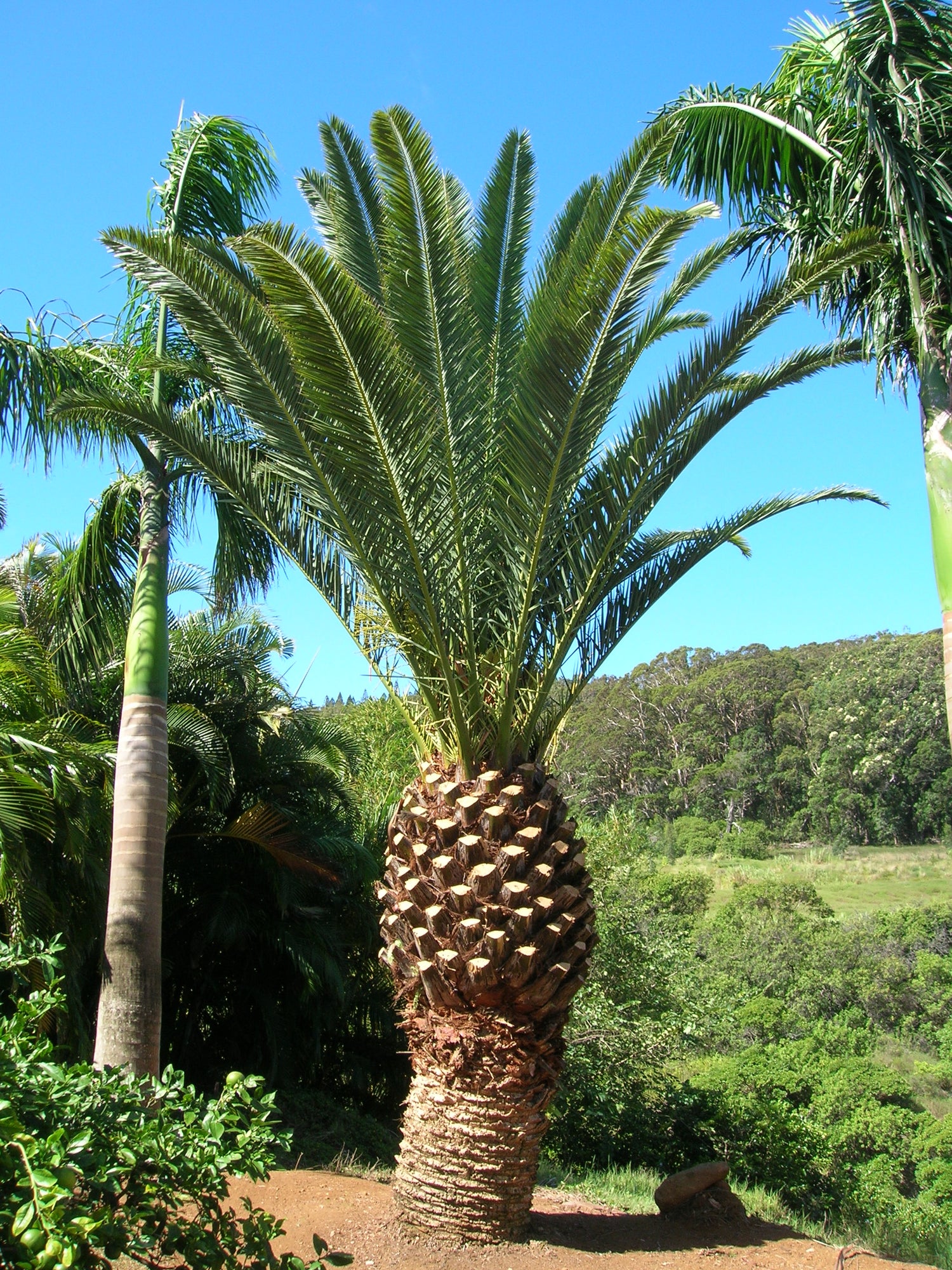 island palm plant Canary Island Date Palm - Live Plant in a 10 Inch Growers Pot