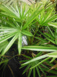 Carnavon Gorge Palm - Live Plant in a 10 Inch Growers Pot - Livistona Nitida - Rare Ornamental Palms of Florida