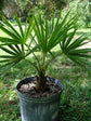 Carnavon Gorge Palm - Live Plant in a 10 Inch Growers Pot - Livistona Nitida - Rare Ornamental Palms of Florida