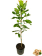 Cashew Tree - Live Plant in a 10 Inch Growers Pot - Anacardium Occidentale - Edible Nut Trees for The Patio and Garden