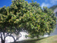 Cashew Tree - Live Plant in a 10 Inch Growers Pot - Anacardium Occidentale - Edible Nut Trees for The Patio and Garden