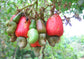 Cashew Tree - Live Plant in a 10 Inch Growers Pot - Anacardium Occidentale - Edible Nut Trees for The Patio and Garden