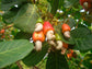 Cashew Tree - Live Plant in a 10 Inch Growers Pot - Anacardium Occidentale - Edible Nut Trees for The Patio and Garden