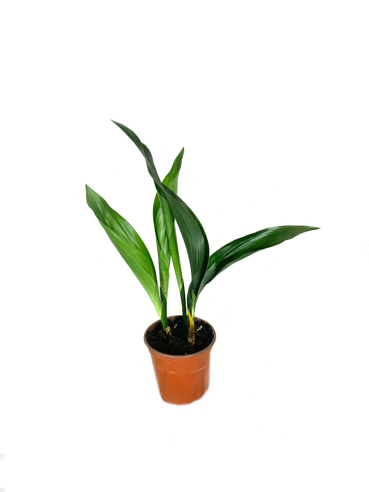 does cast iron plant purify air Indoor Houseplant Multi-Pack - 3 Live Plants in 4 Inch Pots