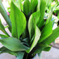 Cast Iron Plant - Live Plant in a 10 Inch Pot - Aspidistra Elatior - Beautiful Shade Loving Evergreen Perennial