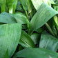 Cast Iron Plant - Live Plant in a 4 Inch Pot - Aspidistra Elatior - Beautiful Florist Quality Indoor or Outdoor Plant