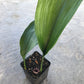 Cast Iron Plant - Live Plant in a 4 Inch Pot - Aspidistra Elatior - Beautiful Florist Quality Indoor or Outdoor Plant