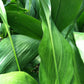 Cast Iron Plant - Live Plant in a 4 Inch Pot - Aspidistra Elatior - Beautiful Florist Quality Indoor or Outdoor Plant