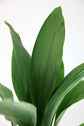 Cast Iron Plant - Live Plant in a 4 Inch Pot - Aspidistra Elatior - Beautiful Florist Quality Indoor or Outdoor Plant