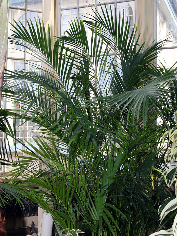 cat palm chamaedorea cataractarum Cat Palm - Live Plant in an 10 Inch Growers Pot - Chamaedorea Cataractarum