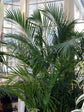 Cat Palm - Live Plant in an 10 Inch Growers Pot - Chamaedorea Cataractarum - Beautiful Clean Air Indoor Outdoor Houseplant
