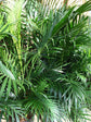 Cat Palm - Live Plant in an 10 Inch Growers Pot - Chamaedorea Cataractarum - Beautiful Clean Air Indoor Outdoor Houseplant