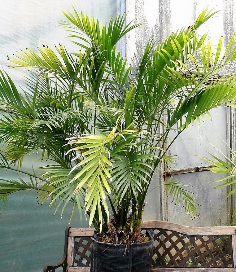 cat palm plant outdoor Cat Palm - Live Plant in an 10 Inch Growers Pot - Chamaedorea Cataractarum