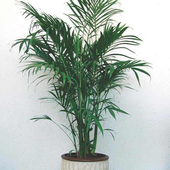 Cat Palm - Live Plant in an 10 Inch Growers Pot - Chamaedorea Cataractarum - Beautiful Clean Air Indoor Outdoor Houseplant