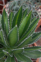 Center Stripe Agave - Live Plant in a 6 Inch Pot - Agave Lophantha &