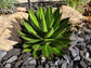 Center Stripe Agave - Live Plant in a 6 Inch Pot - Agave Lophantha &