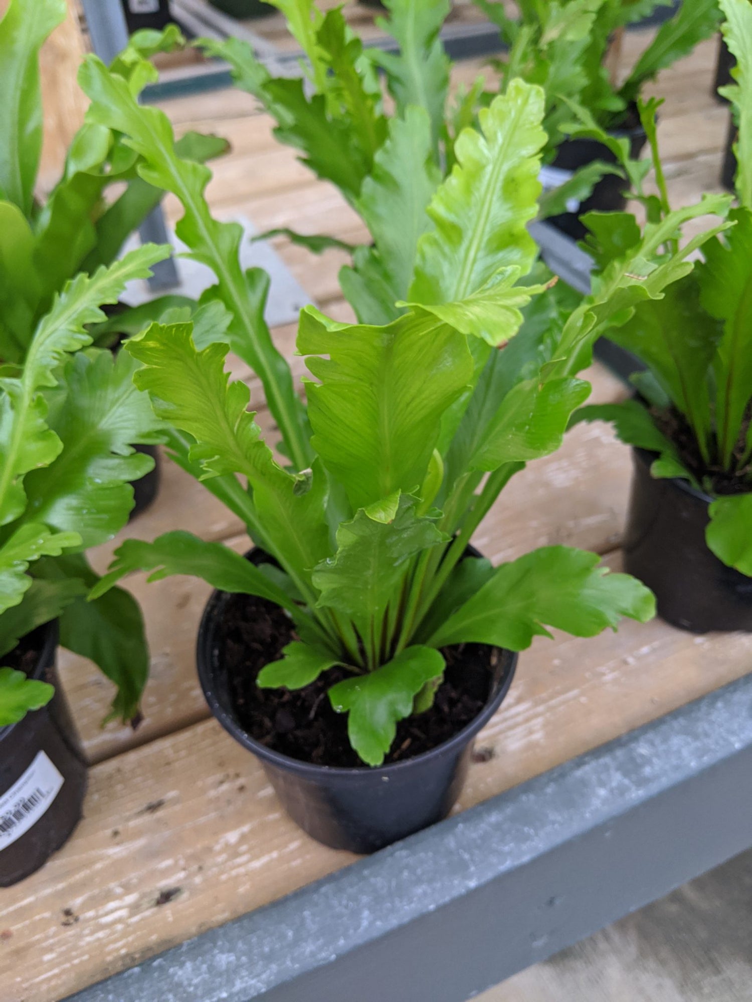 bird's nest fern 32.5 Champion Bird's Nest Fern - Live Plant in a 6 Inch Pot