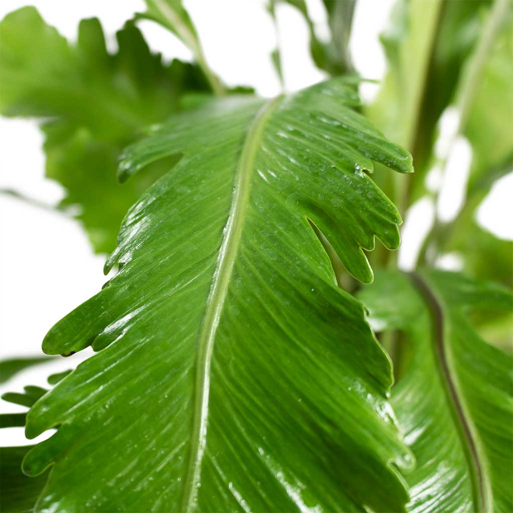 champion bird's nest fern Champion Bird's Nest Fern - Live Plant in a 6 Inch Pot - Asplenium Nidus 'Campio'