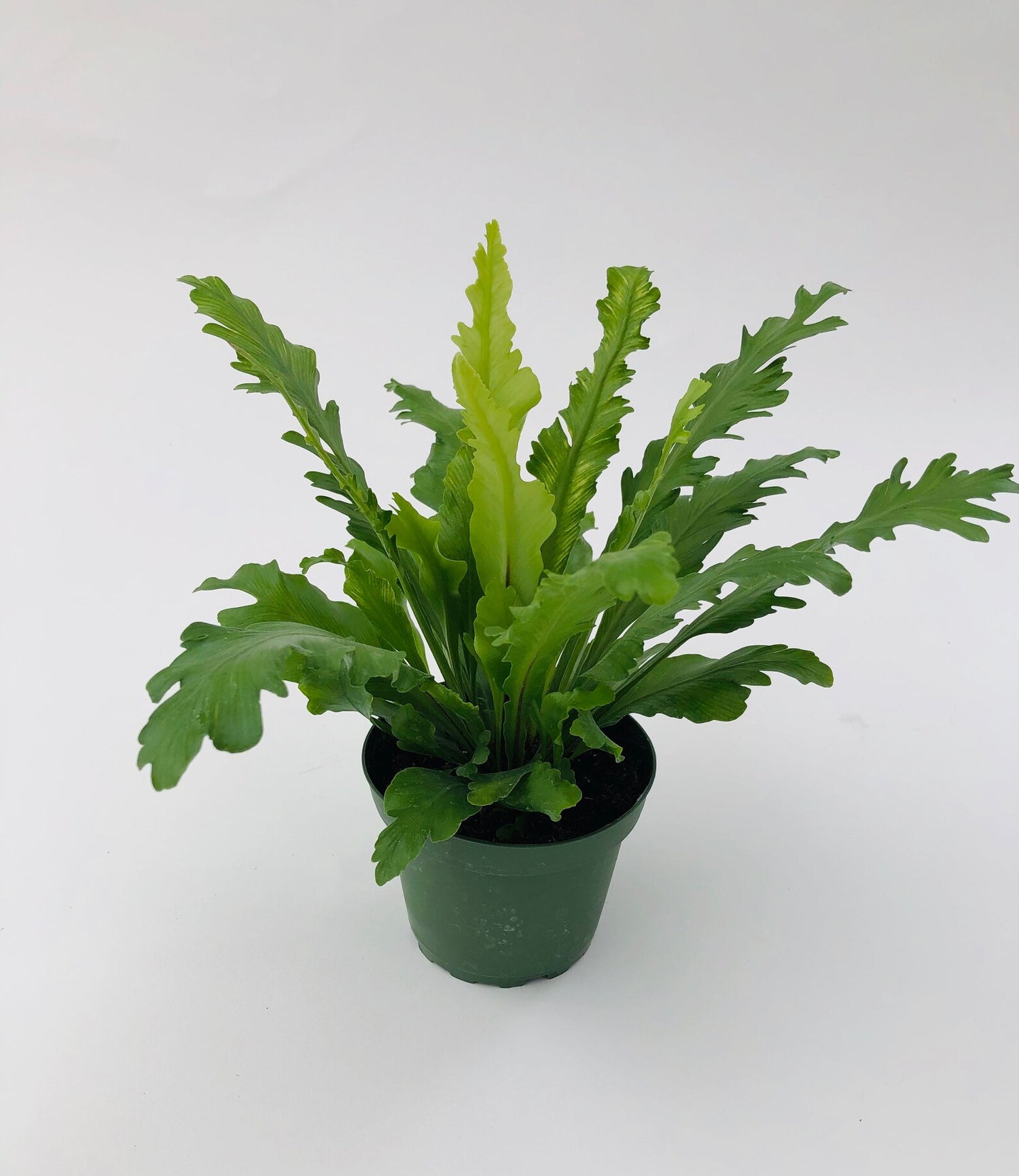 bird's nest fern lifespan Champion Bird's Nest Fern - Live Plant in a 6 Inch Pot