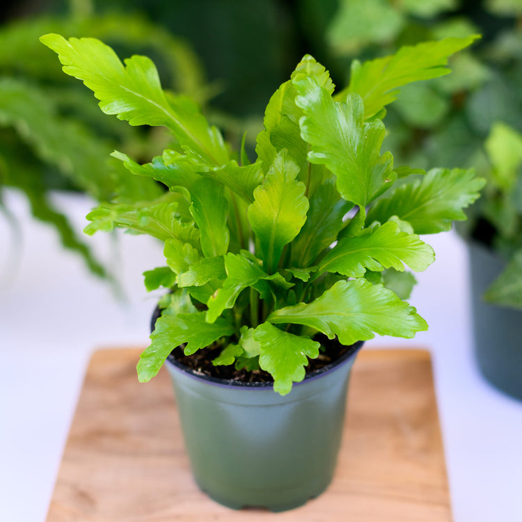 birds nest ferns in pots Champion Bird's Nest Fern - Live Plant in a 6 Inch Pot