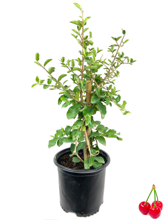 Cherry Tree - Live Plant in a 1 Gallon Pot - Variety Growers Choice Based On Health, Season and Availability - Edible Fruit Bearing Trees from Florida - Great for The Patio and Garden
