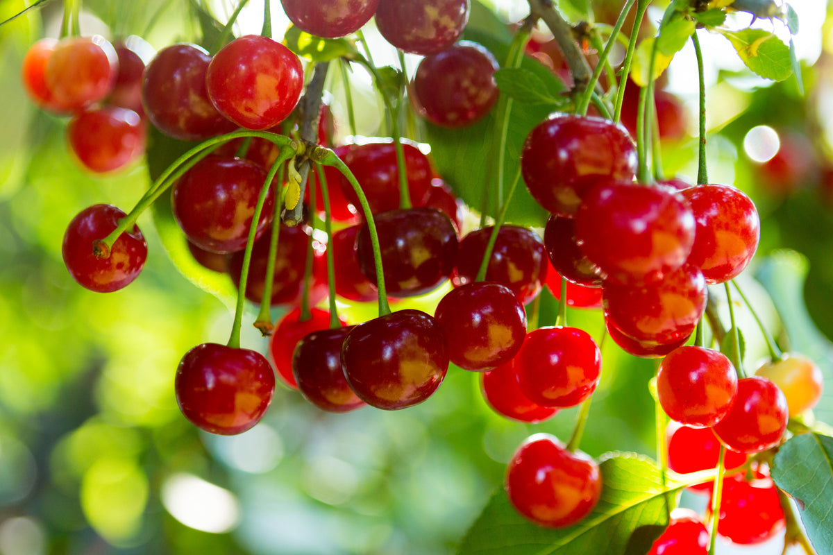 One Cherry Tree Cherry Tree - Live Plant in a 1 Gallon Pot - Variety Growers Choice Ba ...