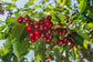 Cherry Tree - Live Plant in a 1 Gallon Pot - Variety Growers Choice Based On Health, Season and Availability - Edible Fruit Bearing Trees from Florida - Great for The Patio and Garden