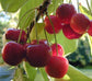 Cherry Tree - Live Plant in a 1 Gallon Pot - Variety Growers Choice Based On Health, Season and Availability - Edible Fruit Bearing Trees from Florida - Great for The Patio and Garden