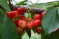 Cherry Tree - Live Plant in a 1 Gallon Pot - Variety Growers Choice Based On Health, Season and Availability - Edible Fruit Bearing Trees from Florida - Great for The Patio and Garden