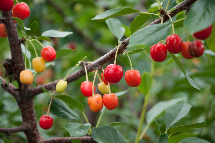 One Cherry Tree Cherry Tree - Live Plant in a 1 Gallon Pot - Variety Growers Choice Ba ...