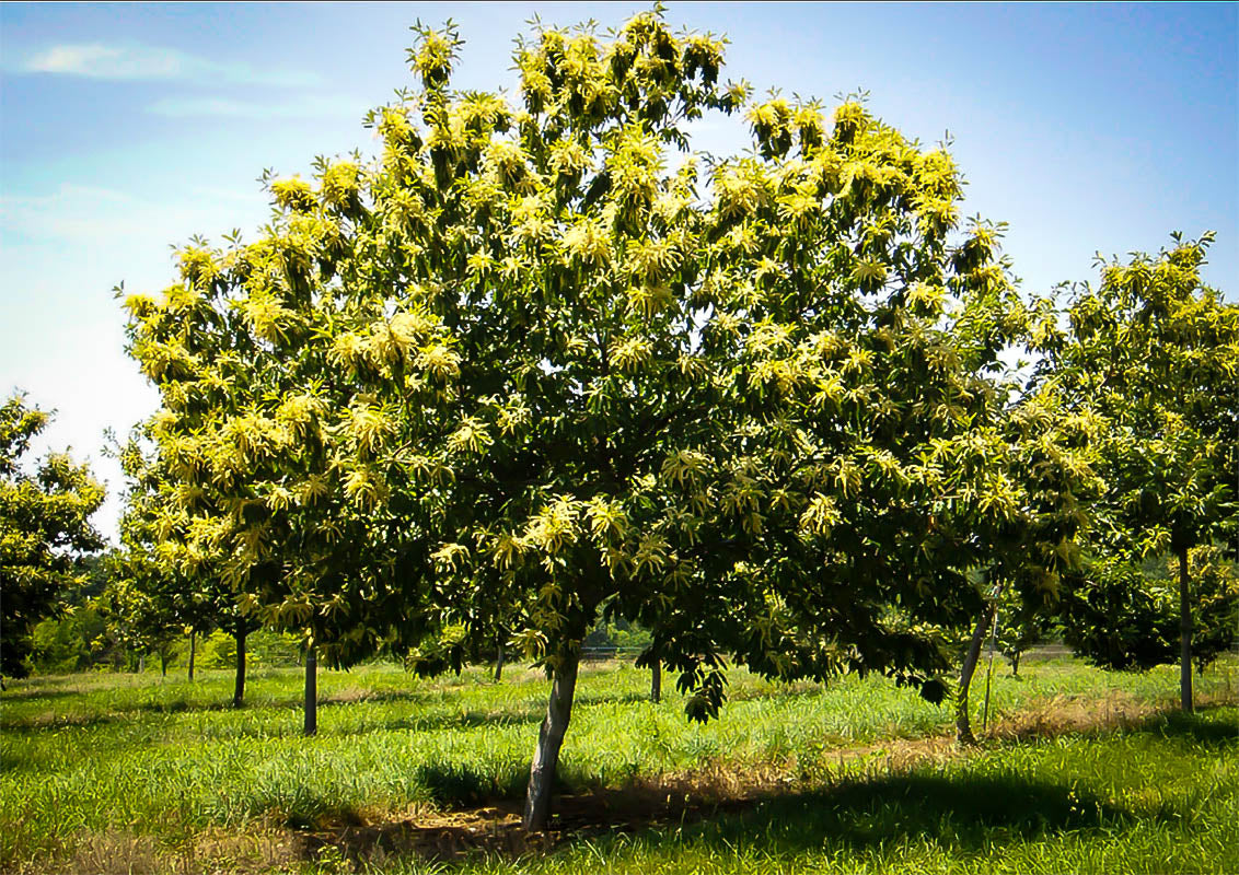chinese chestnut tree live plant in a 3 gallon pot Chinese Chestnut Tree - Live Plant in a 3 Gallon Pot - 3-4 Feet Tall - Castanea Mollissima