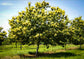 Chinese Chestnut Tree - Live Plant in a 3 Gallon Pot - 3-4 Feet Tall - Castanea Mollissima - Edible Fruit Tree