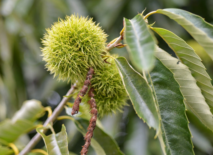 chinese chestnut tree live plant in a 3 gallon pot Chinese Chestnut Tree - Live Plant in a 3 Gallon Pot - 3-4 Feet Tall