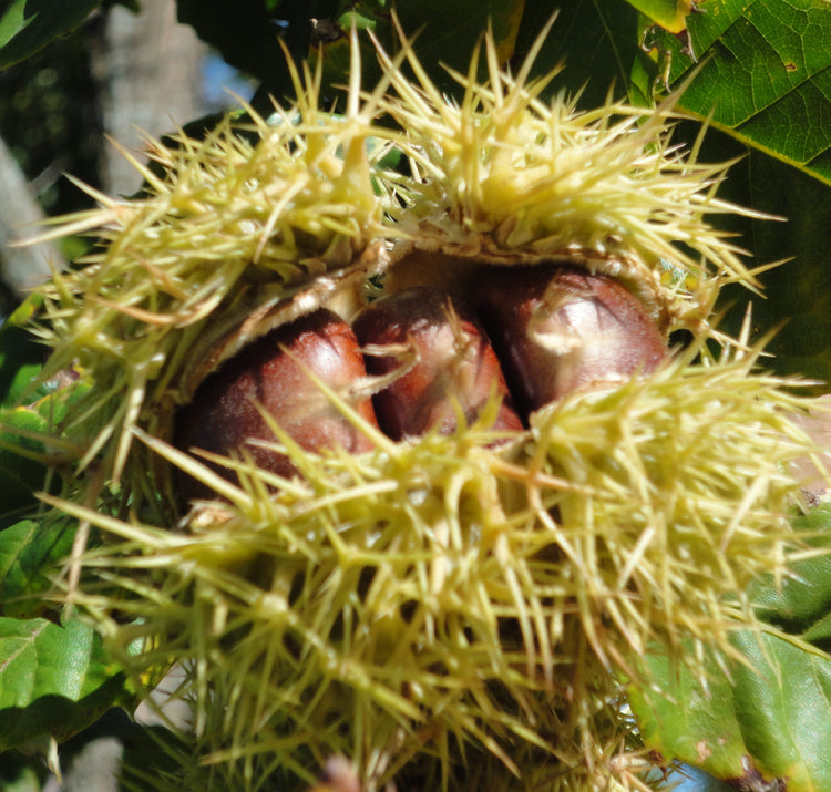 chinese chestnut seeds for planting Chinese Chestnut Tree - Live Plant in a 3 Gallon Pot - 3-4 Feet Tall