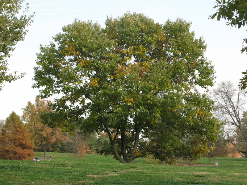 chinese chestnut tree live plant in a 3 gallon pot Chinese Chestnut Tree - Live Plant in a 3 Gallon Pot - 3-4 Feet Tall - Castanea Mollissima