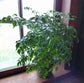China Doll Plant - Live Plant in a 4 Inch Pot -Radermachera Sinica - Beautiful Easy Care Indoor Houseplant