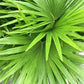 Chinese Fan Palm - Live Plant in an 10 Inch Growers Pot - Livistona Chinensis - Beautiful Clean Air Indoor Outdoor Houseplant