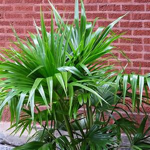 chinese palm plant indoor Chinese Fan Palm - Live Plant in an 10 Inch Growers Pot - Livistona Chinensis