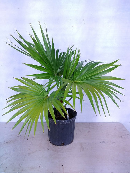 Chinese Fan Palm - Live Plant in an 10 Inch Growers Pot - Livistona Chinensis - Beautiful Clean Air Indoor Outdoor Houseplant