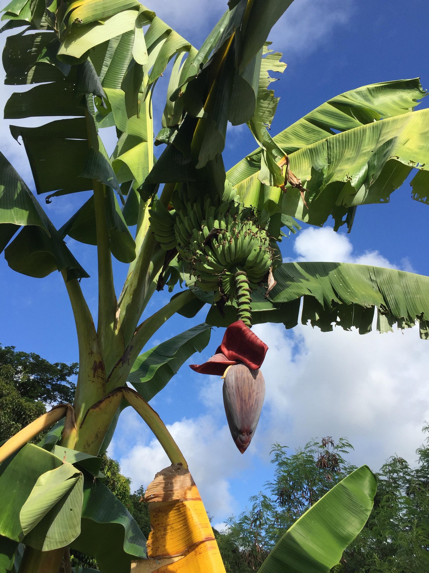 chiquita banana tree live plant in a 3 gallon pot Chiquita Banana Tree - Live Plant in a 3 Gallon Pot