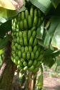 Chiquita Banana Tree - Live Plant in a 3 Gallon Pot - 2 to 3 Feet Tall - Edible Fruit Bearing Tree