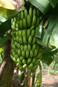 Chiquita Banana Tree - Live Plant in a 3 Gallon Pot - 2 to 3 Feet Tall - Edible Fruit Bearing Tree