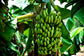 Chiquita Banana Tree - Live Plant in a 3 Gallon Pot - 2 to 3 Feet Tall - Edible Fruit Bearing Tree