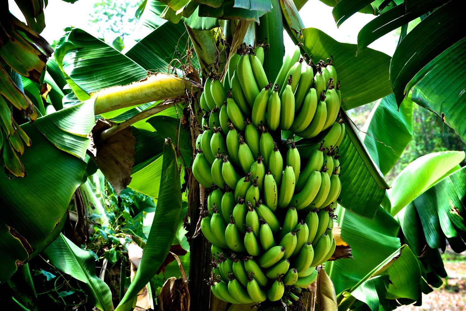 chiquita banana tree live plant in a 3 gallon pot Chiquita Banana Tree - Live Plant in a 3 Gallon Pot