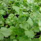 Cilantro Plant - Live Plant in a 4 Inch Pot - Coriandrum Sativum - Grower&