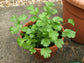 Cilantro Plant - Live Plant in a 4 Inch Pot - Coriandrum Sativum - Grower&