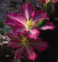 Asao Clematis - Live Plant in a 4 Inch Growers Pot - Clematis &