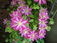 Asao Clematis - Live Plant in a 4 Inch Growers Pot - Clematis &